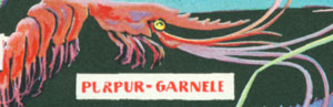 Datei:Purpur-Garnele.jpg
